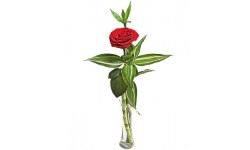 Single Red Rose