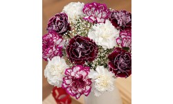Blackberry Burst