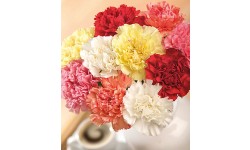 10 Classic Carnations