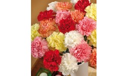 20 Classic Carnations