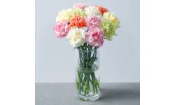 24 Classic Carnations