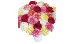 30 Classic Carnations