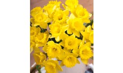 Delightful Daffodils