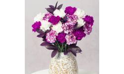 Damson Delight XL