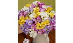 30 Fragrant Freesias