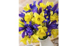 Iris and Daffodils