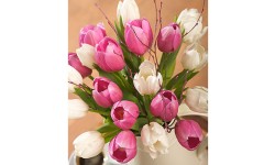 Mother's Day Tulips
