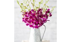 Oriental Orchids