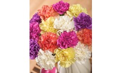 15 Funky Carnations