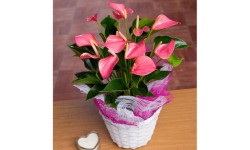 Exotic Anthurium Plant