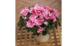 Azalea Plant