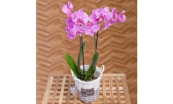 Phalaenopsis Orchid