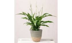 Peace Lily