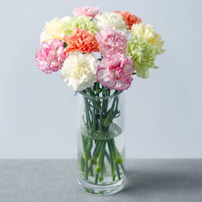 24 Classic Carnations