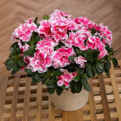Azalea Plant