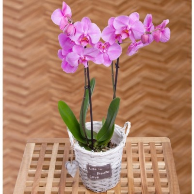 Phalaenopsis Orchid
