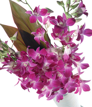 FunkyHampers Oriental Orchids