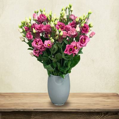Just Lisianthus - Pink