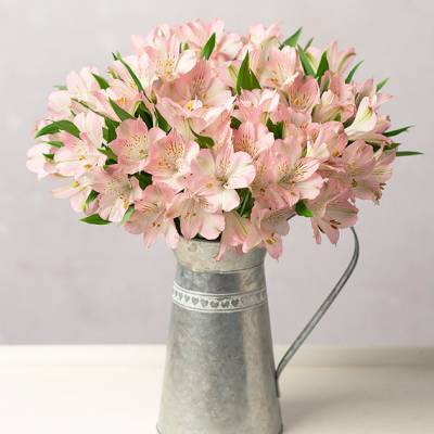 Image of Simply Alstroemeria