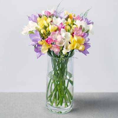 Image of Fragrant Freesias