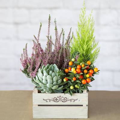 Autumn Garden