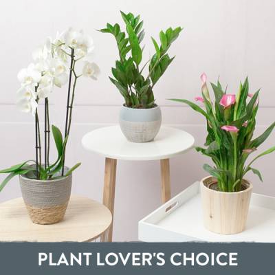 Image of Plant Lovers Choice