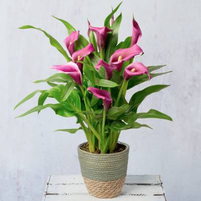 Image of Purple Calla Lily Plant