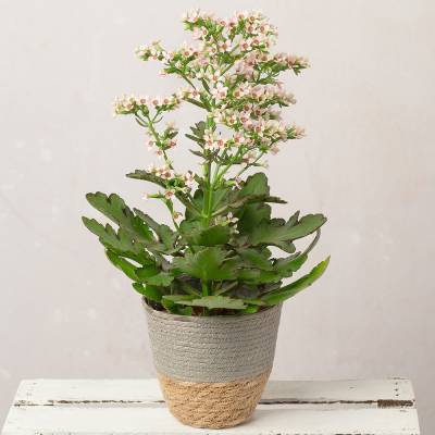 Image of Pink Kalanchoe in Woven Pot