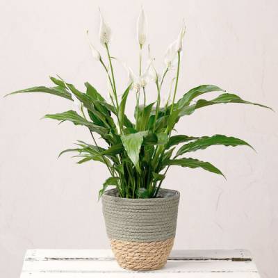 Image of Peace Lily Plant