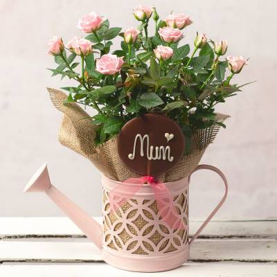 Mother's Day Rose Gift