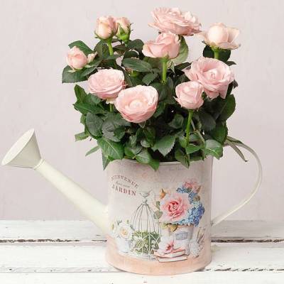 Image of Pink Rose in Vintage Watering Can