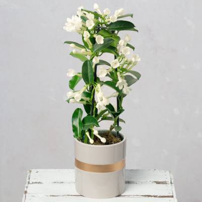 Image of White Stephanotis