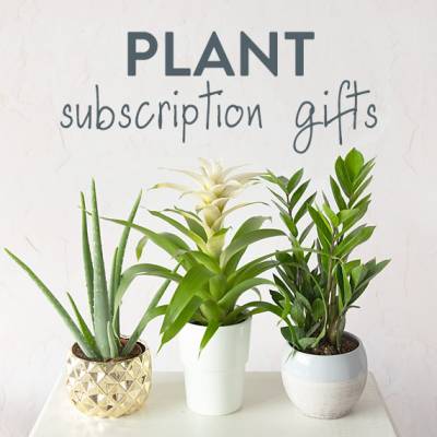 Image of Monthly Plant Gift