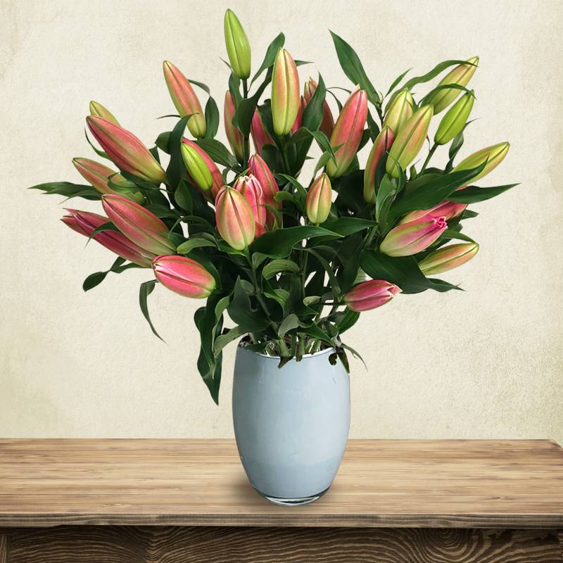 Just Lillies - Pink