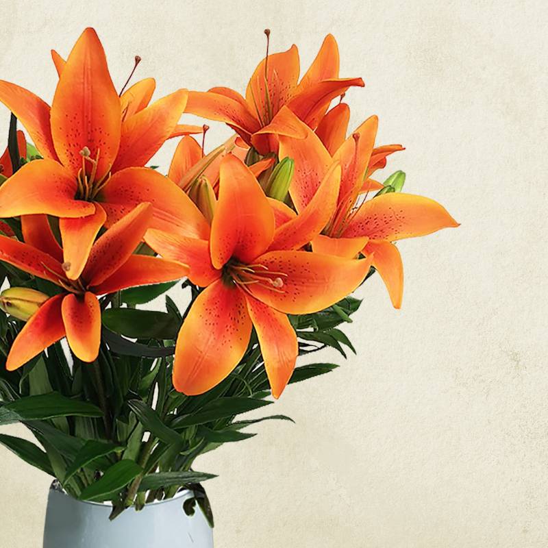 Just Lillies - Orange