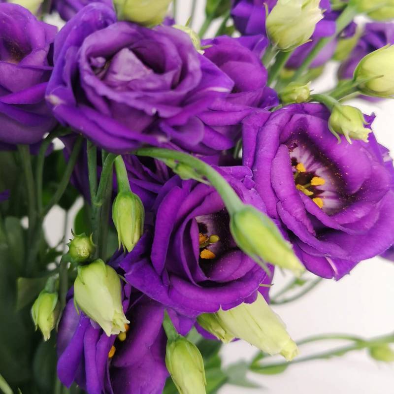 Just Lisianthus - Purple