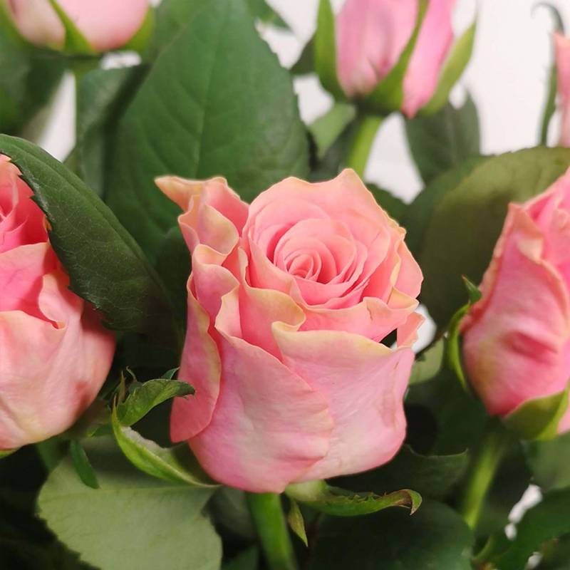 Just Roses - Pink