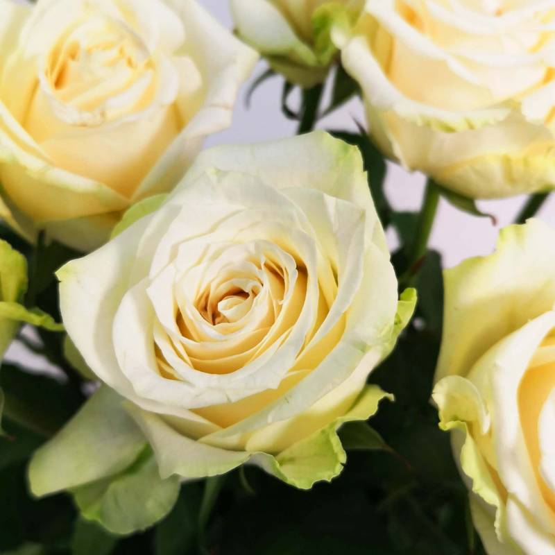 Just Roses - White