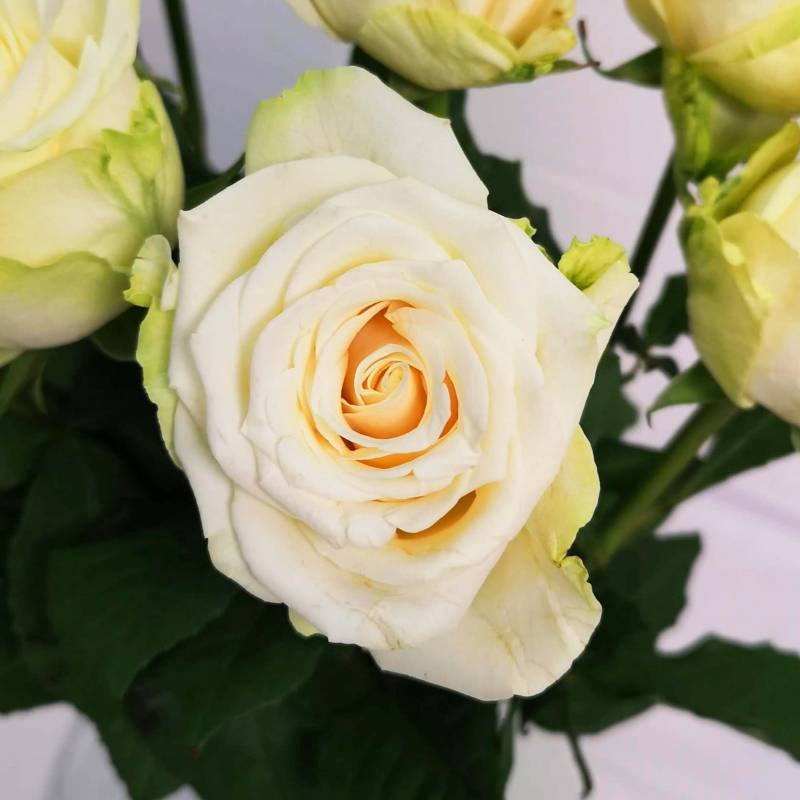 Just Roses - White
