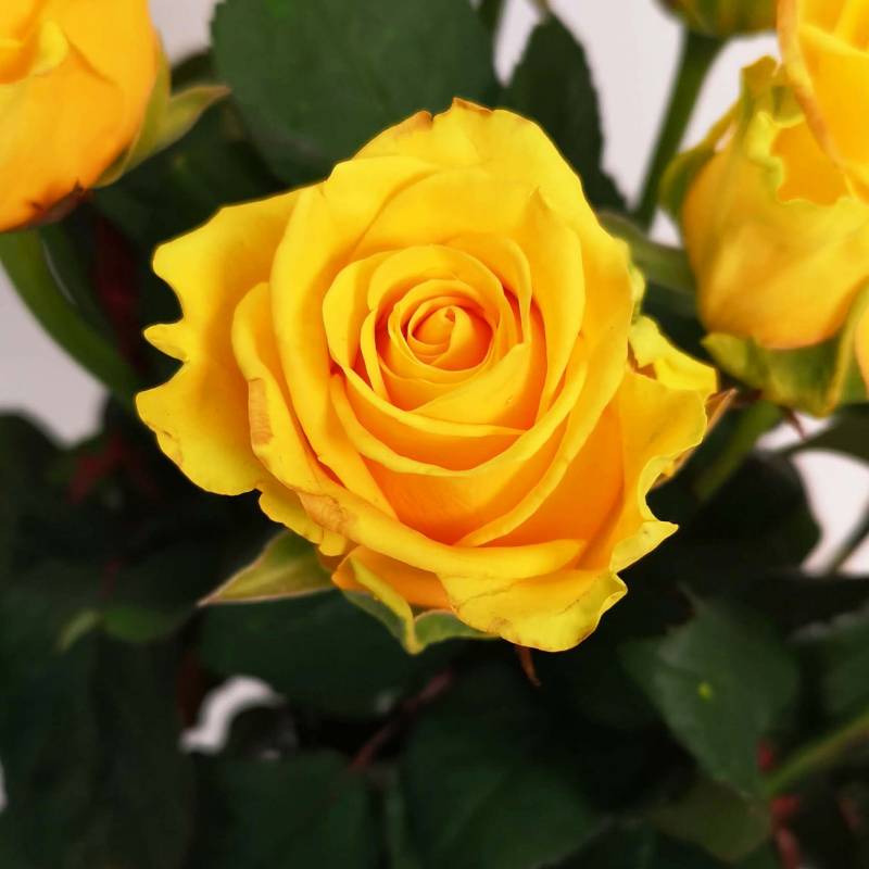Just Roses - Yellow