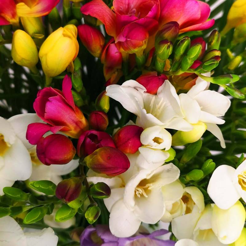 Just Freesia - Mixed