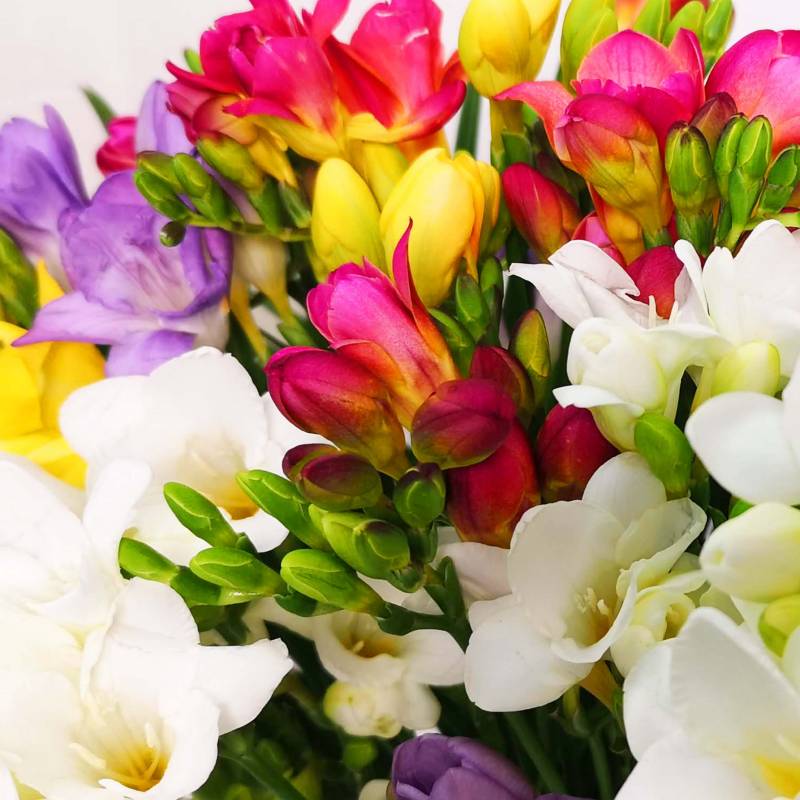 Just Freesia - Mixed