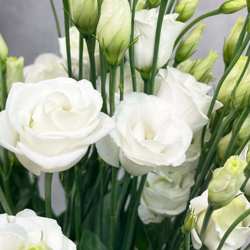 Just Lisianthus - White