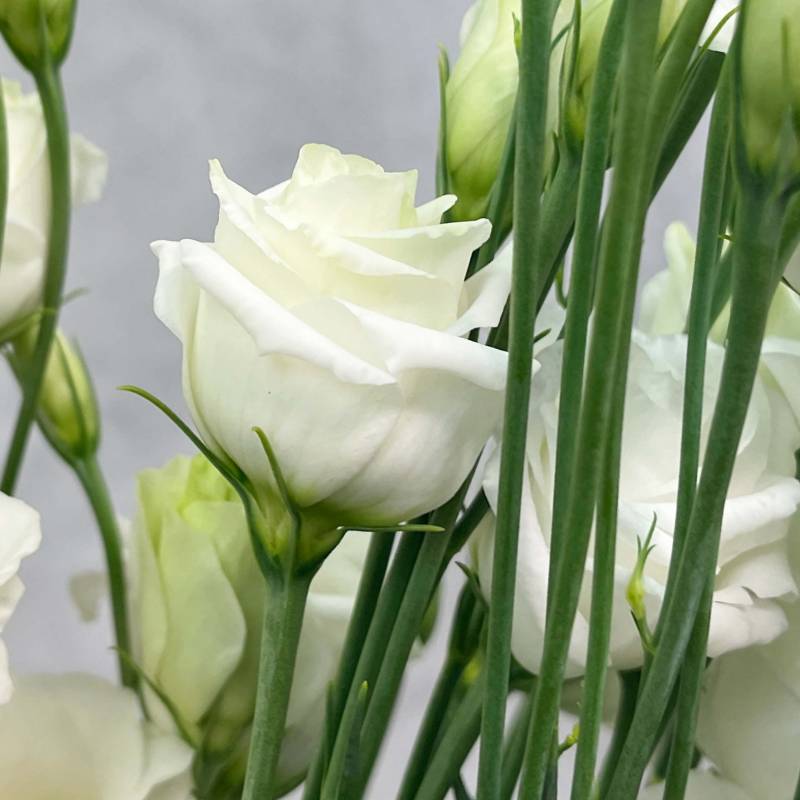 Just Lisianthus - White