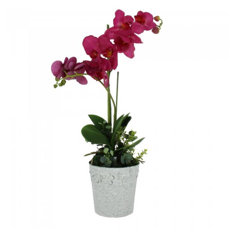 Pink Orchid