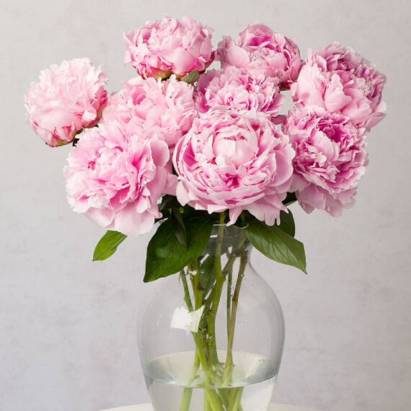 Simply Peonies