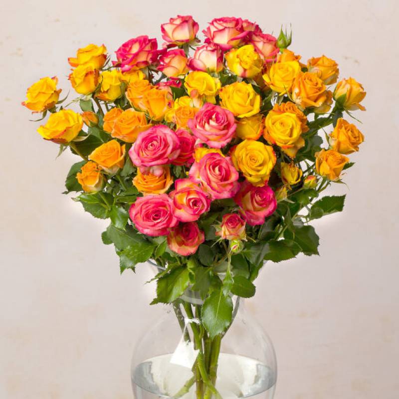Autumn Spray Roses