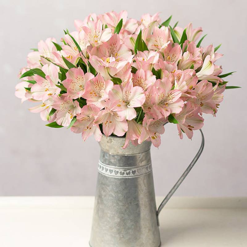 Simply Alstroemeria