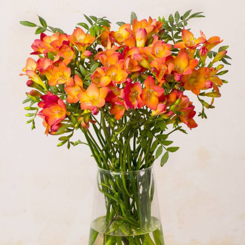 Autumn Freesias
