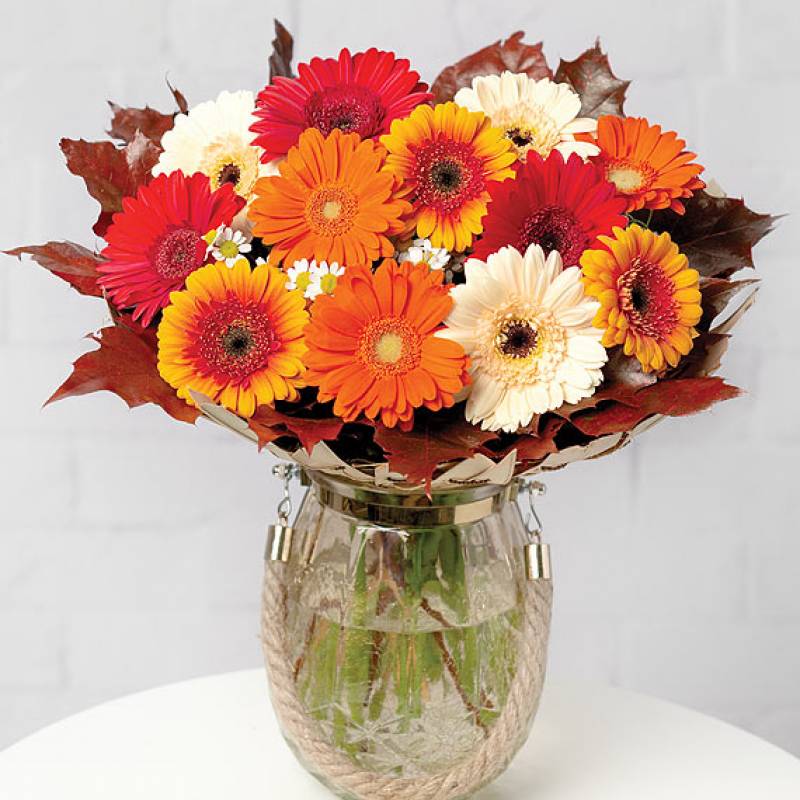 Autumn Daisies